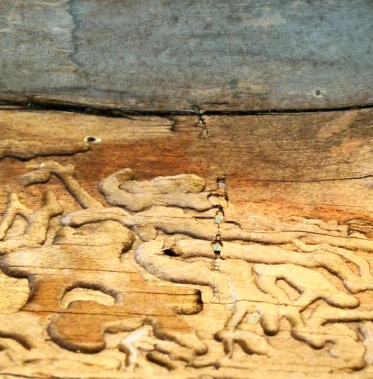 Borkonauten :  Spaziergang in die Unterwelt